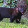 Fishercat